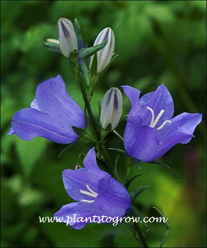 The flower is described as broadly campanulate.